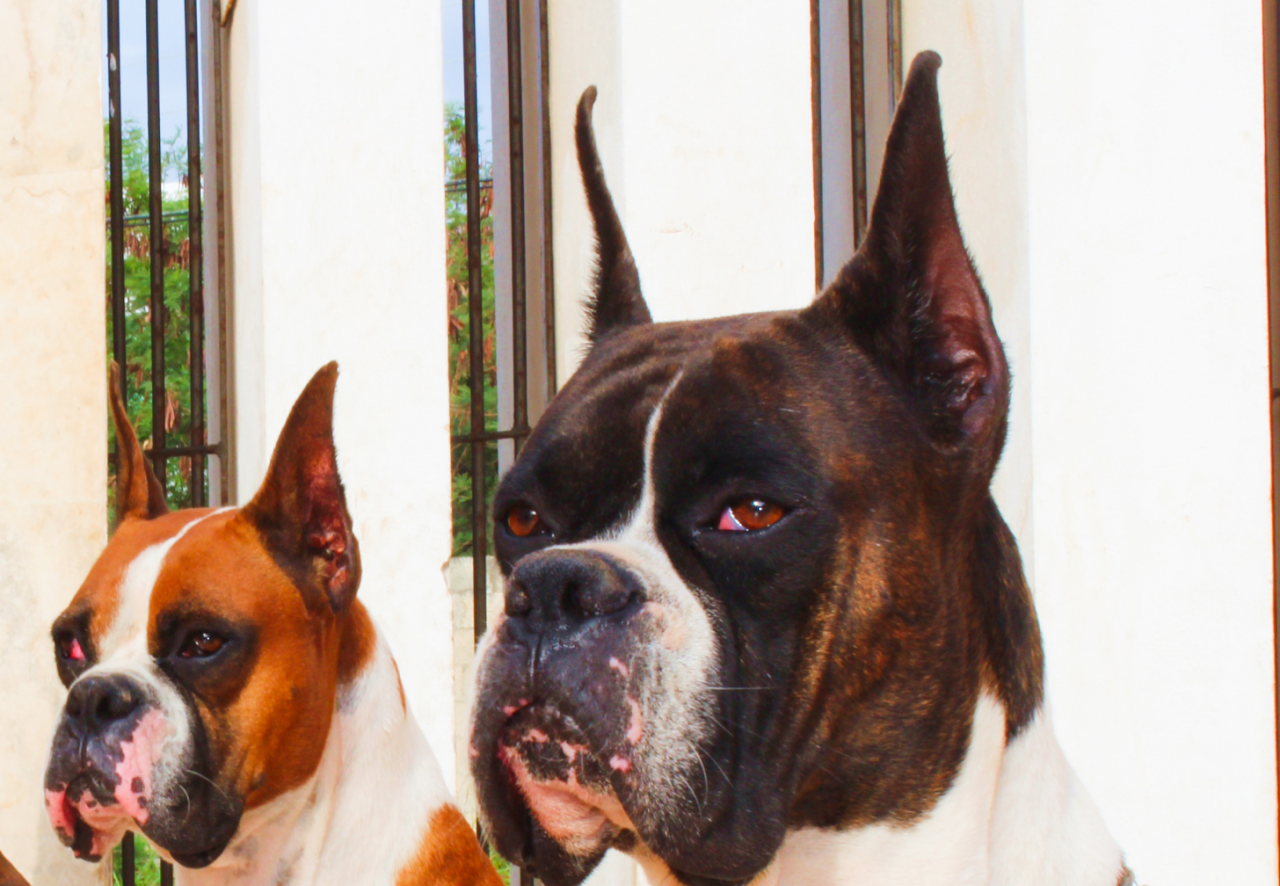 Ear Cropping starts at 475 Good Care Animal Clinic