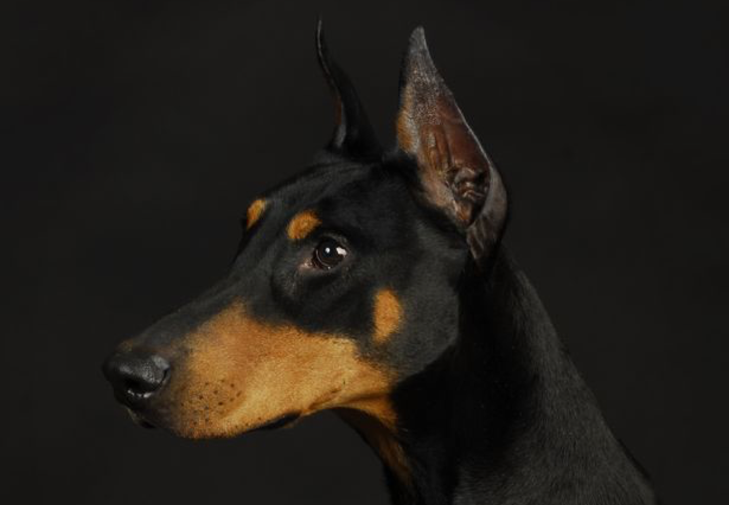 How Much Is It To Get A Doberman Ears Cropped