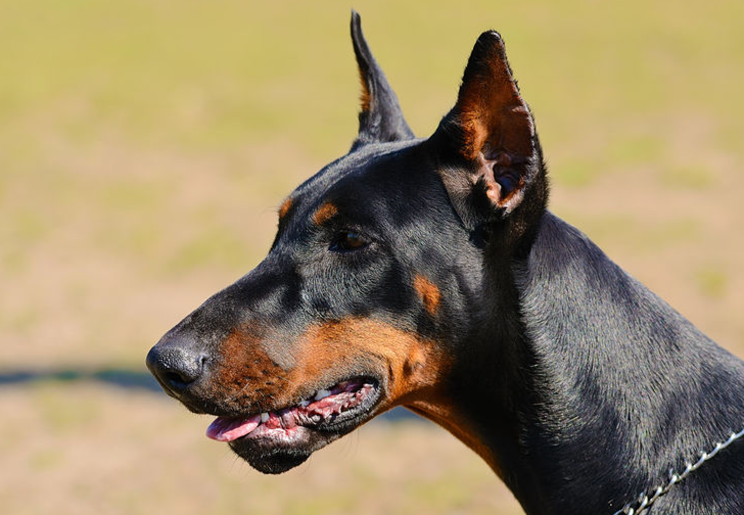 Why Do They Crop Dobermans Ears