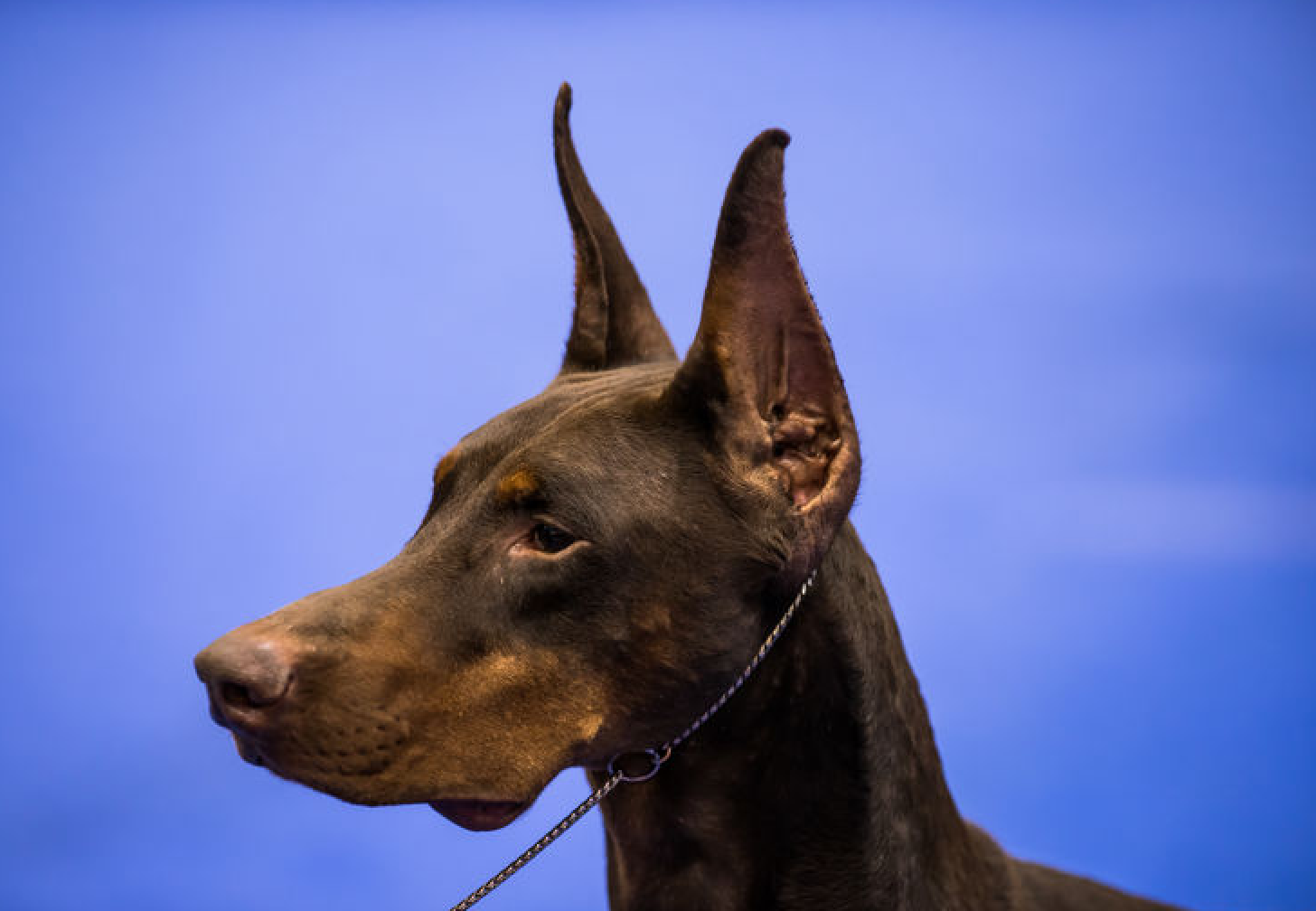 how much does doberman ear cropping cost? 2