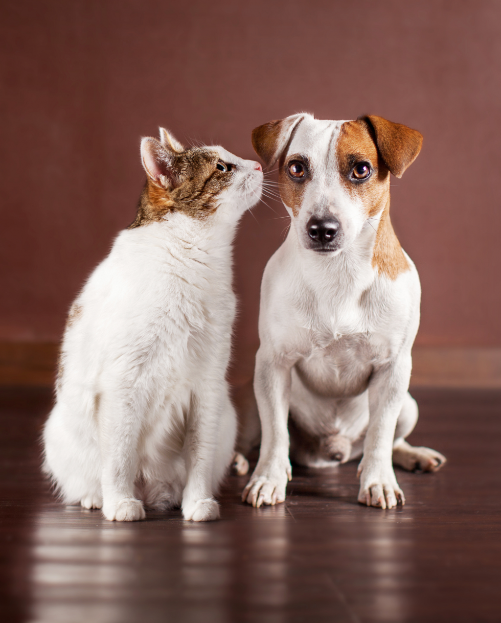 Annual Checkup 95 Good Care Animal Clinic