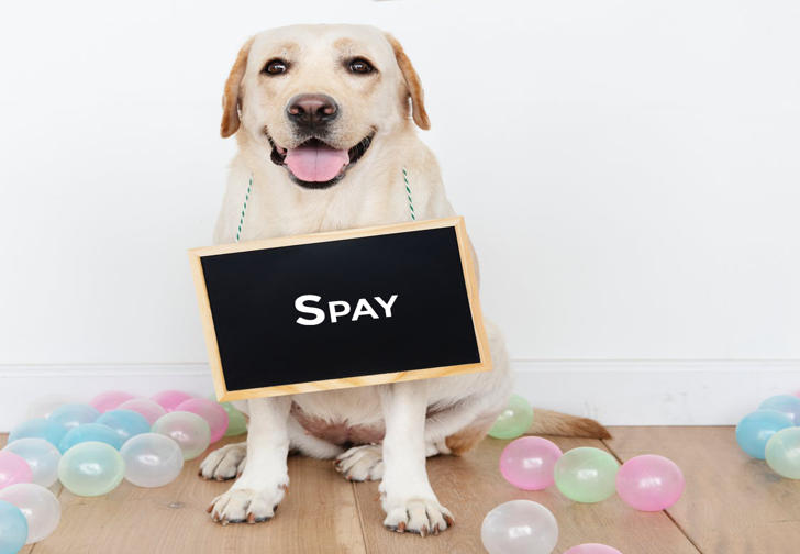 Spay -$395 – $950