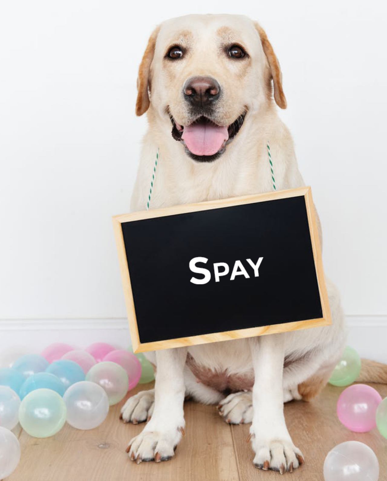 Spay 375 950 Good Care Animal Clinic