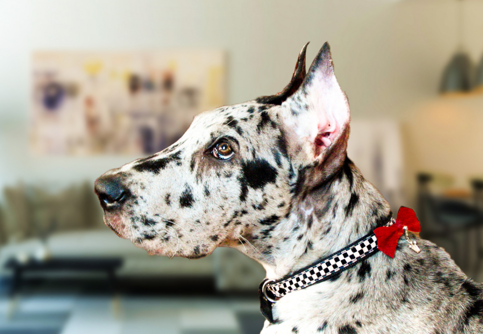 Ear Cropping starts at 475 Good Care Animal Clinic