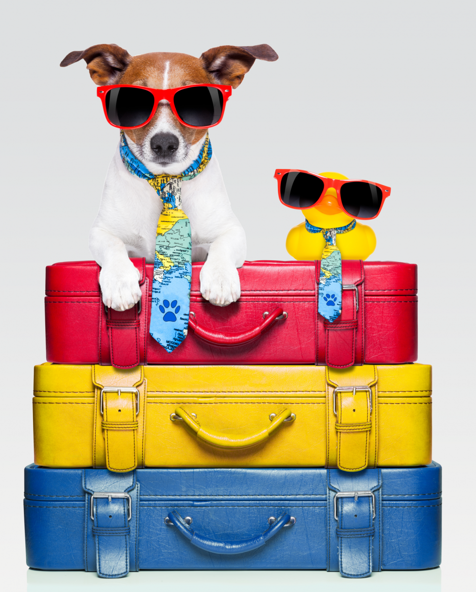 Traveling Certificates (40292) Good Care Animal Clinic