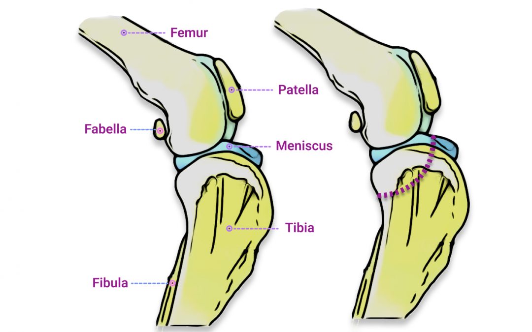 Cranial Cruciate Ligament Surgery ($3100-$4350)