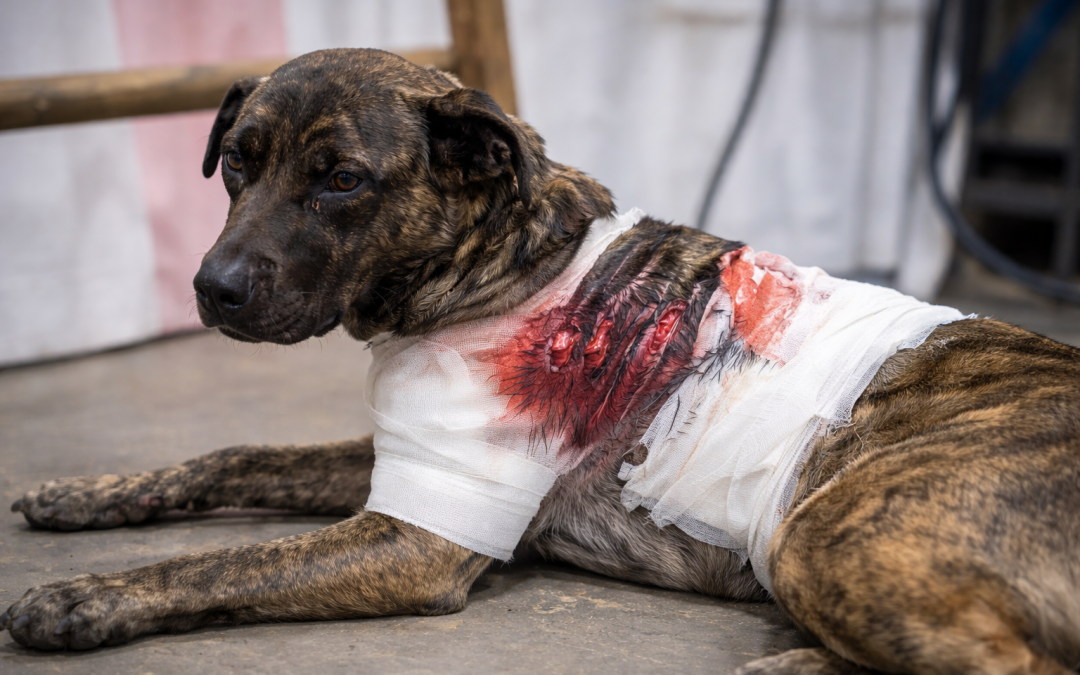 Dog Bite / Wound Repair Surgery-Miami ($650 – $2100)